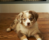 Mini Aussiedoodle Puppies For Sale Windy City Pups
